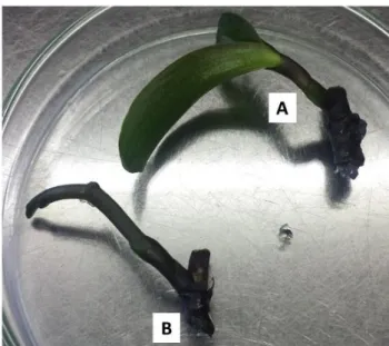Figura  3:  Tipos  de  brotação  provenientes  de  segmentos  de  haste  floral.  A-  desenvolvimento vegetativo com formação direta de brotações; B- indução de nova  haste floral