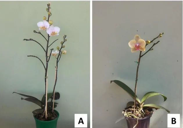 Figura 4: Diferenças fenotípicas de hastes florais entre as cultivares. A- Haste floral  ramificada da cv