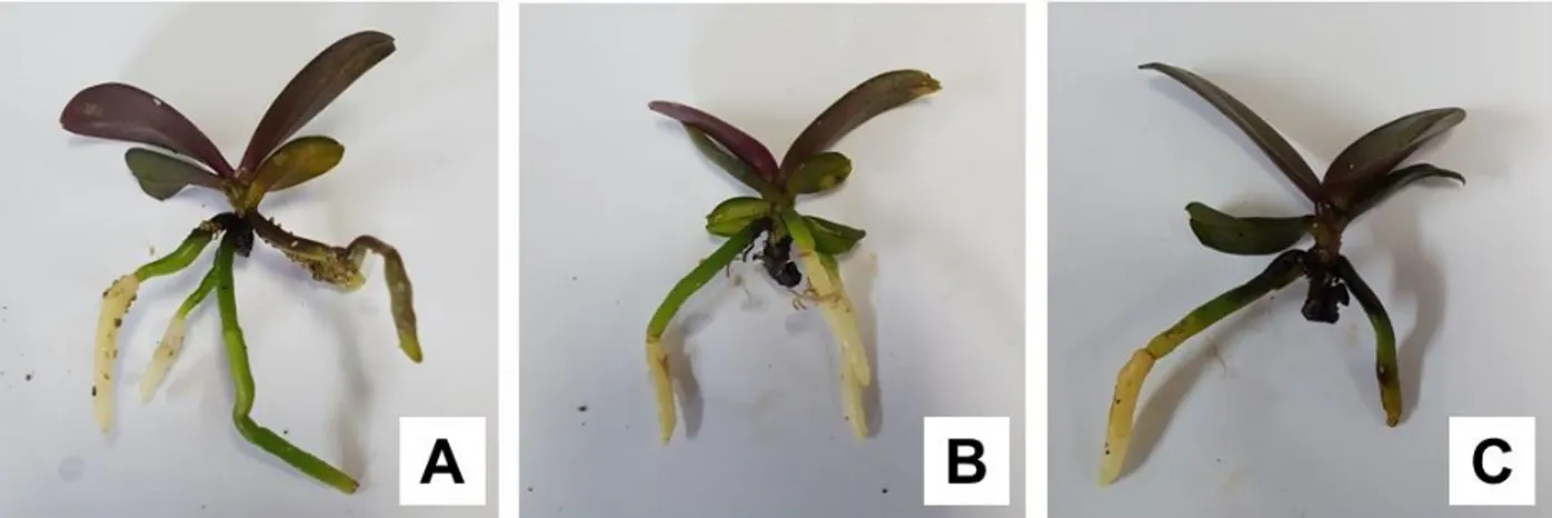 Figura 7: Plântulas de  Phalaenopsis após 60 dias de aclimatização nos substratos: 