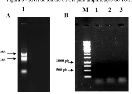 Figura 8 - RNA de tomate e PCR para amplificação do To-PMEI 