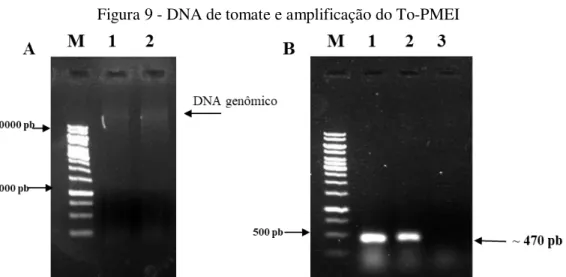 Figura 9 - DNA de tomate e amplificação do To-PMEI 