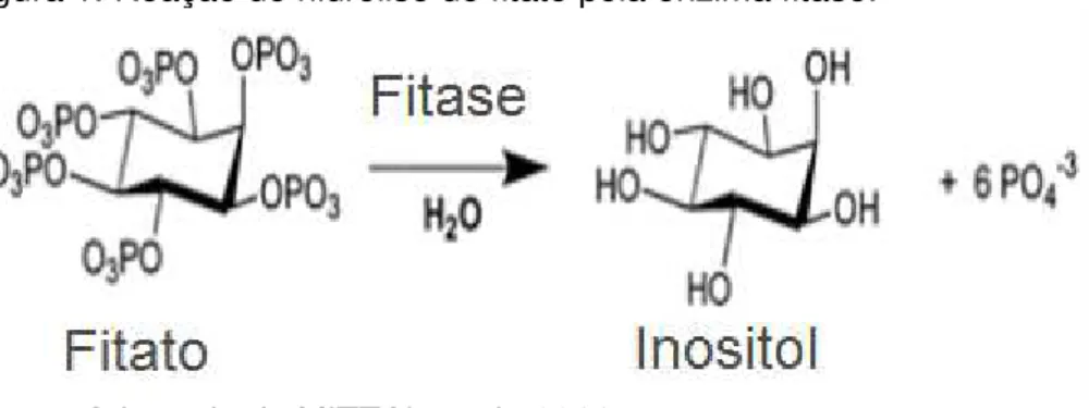 Figura  1  tem-se  a  reação  de  hidrólise  do  fitato  gerando  como  produtos  o  inositol e 6 moléculas de fosfatos