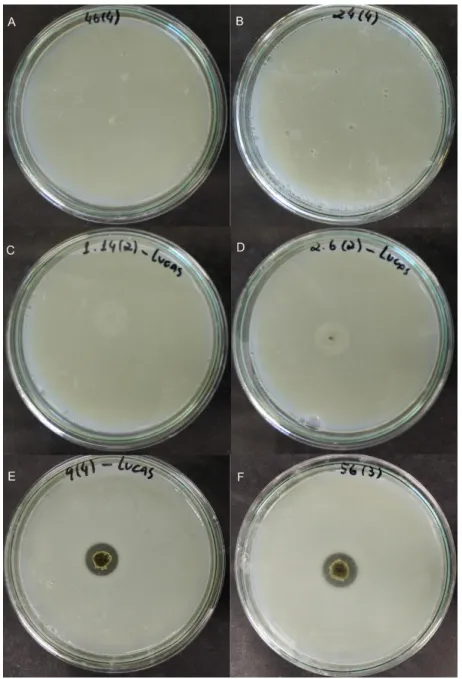 Figura 5. Exemplos de colônias de fungos endofíticos em meio PSM. A  e B  –   colônias que não cresceram em meio PSM