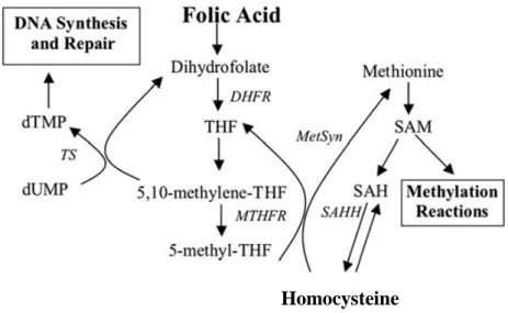Figure  2  –  Involvement  of  folate  in  pyrimidine  biosynthesis  and  the  homocysteine  remethylation  cycle