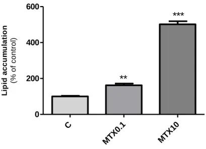 Figure  6  -  Lipid  accumulation  in  adipocytes  after  treatment  with  methotrexate  (MTX)