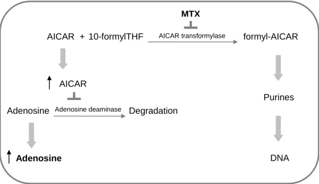 Figure  9  -  Methotrexate  increases  adenosine  accumulation  via  5-amino-4-imidazolecarboxamide  ribonucleotide  (AICAR)  transformylase  inhibition