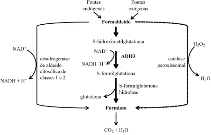Figura 2. Metabolismo do formaldeído