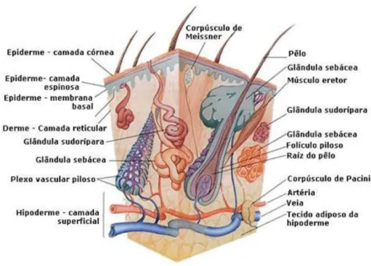 Figura 1. Estrutura da pele humana. 