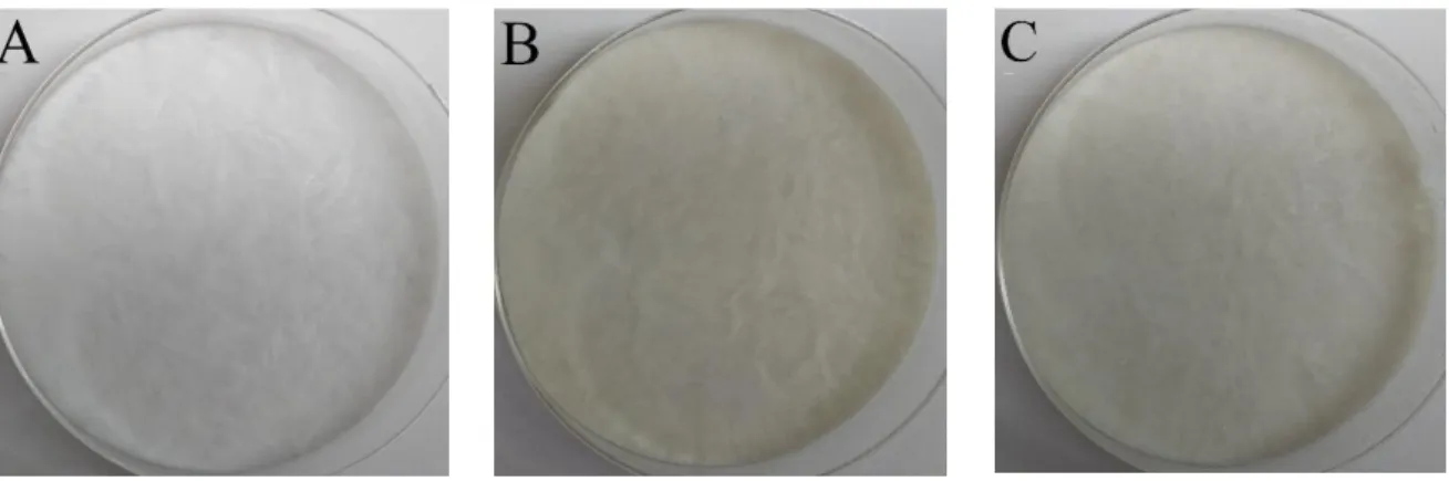 Figura 7. (A) filme de PVA; (B) filme de PVA/Quit e (C) filme de PVA/Quit/Col. 