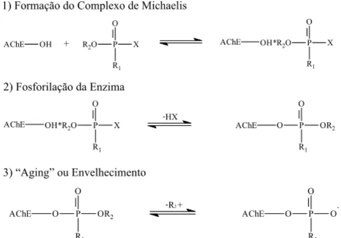 Figura 3. Mecanismo simplificado da inibição da AChE por organofosforados. 