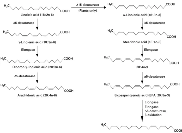 Figure 4: The metabolic pathways by which essential fatty acids are converted to longer chain, more  unsaturated derivatives