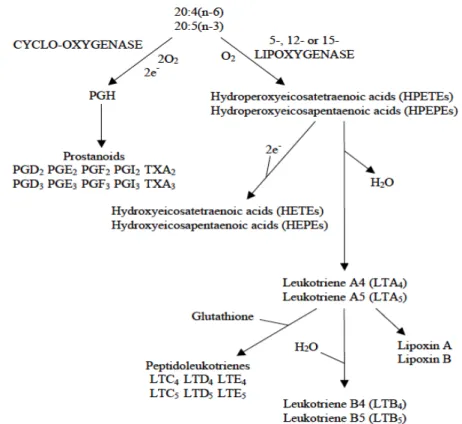 Figure 5: Pathways of conversion of araquidonic acid 20:4 (n-6) and eicosapentaenoic acid 20:5 (n-3) to  eicosanoids