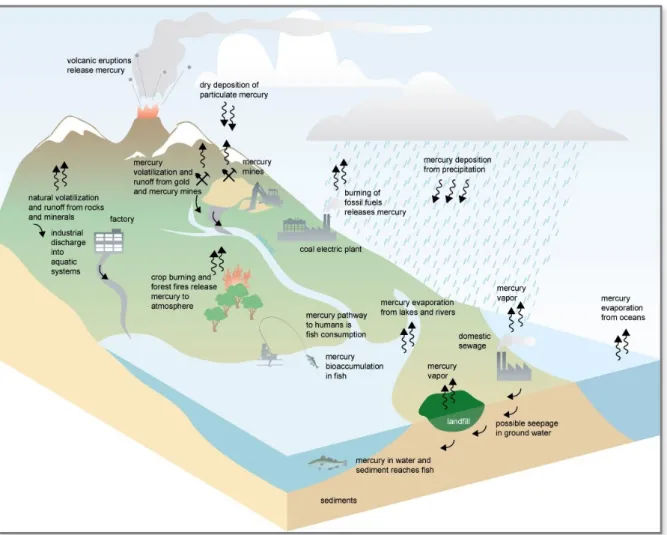 Figure 1. Mercury transport and cycle in the environment (Rekacewicz et al., 2005). 