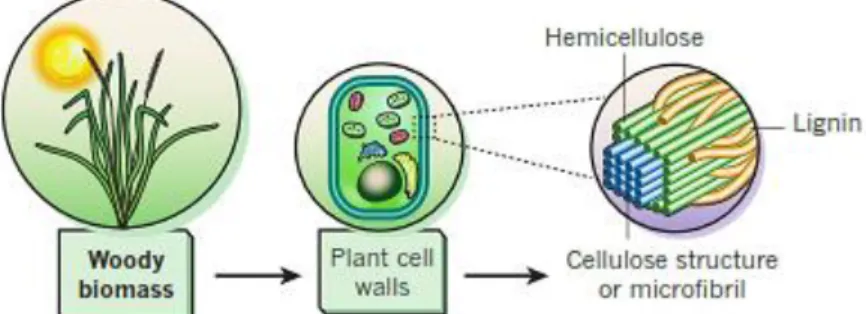 Figure  1. Schematic  representation  of  a  group  of  lignocellulosic  biomass  (wood) and its composition