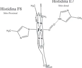 Figura 2. Representação dos sítios de coordenação axiais proximal (Hélice  F8) e distal (Hélice E7) do heme, com destaque para a posição distal onde  se coordena o oxigênio molecular