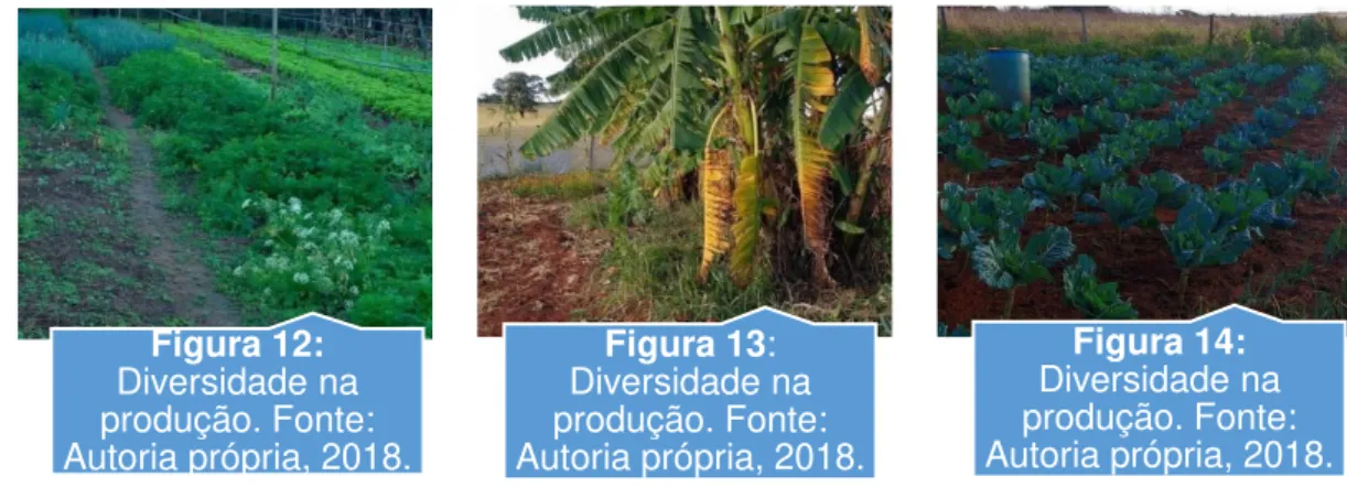 Figura 12:  Diversidade na  produção. Fonte:  Autoria própria, 2018. Figura 13:  Diversidade na  produção