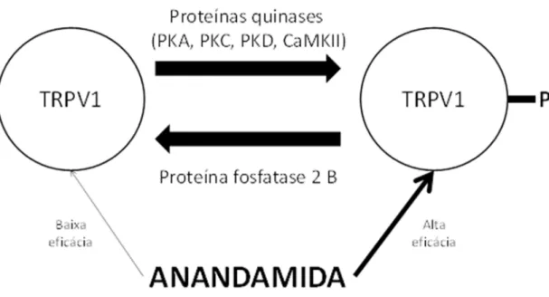 Figura 1: Sensibilização do canal TRPV1 pela anandamida (AEA) e as várias proteínas  quinases envolvidas no processo de fosforilação
