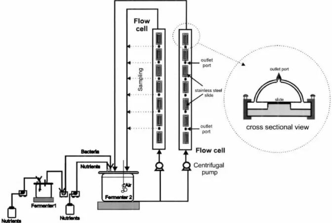 Figure 1. Experimental set-up, including a continuous bacterial culture system (fermenter 1 and 2) and two ¯ow cells of semicircular cross-section containing the removable test slides.