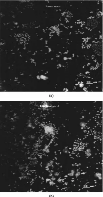 Figure 3 is a representative pattern of the microbial colonization of two bio®lm stacks, at day 7, formed under turbulent and laminar ¯ow