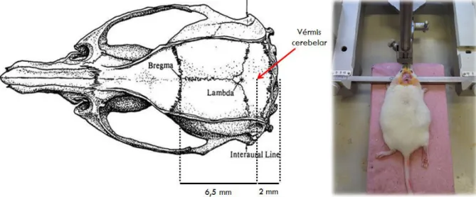 Figura 2: Figura adaptadas do atlas de Paxinos e Franklin (2001) mostrando a localização do vérmis cerebelar, e  fotografia da implantação de cânula guia em procedimento cirúrgico