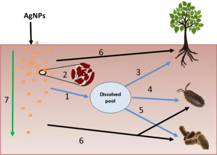 Figure 5. Key processes  in soil related to the transformation and potential risk  driven by  manufactured  nanoparticles