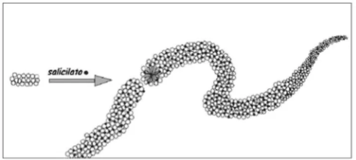 Figura 4. Representação esquemática da formação de micelas gigantes de  CTAB/salicilato