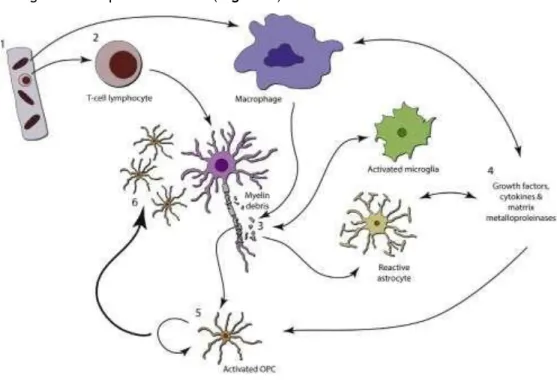 Figure 1. Cellular and molecular events occurring during demyelination. Adapted from:  [7]