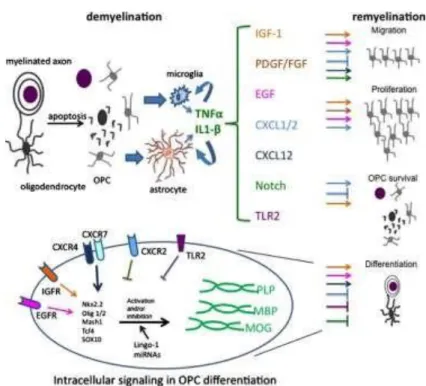 Figure 2. Remyelination mechanisms: role cytokines, chemokines, growth factors, transcription  factors and other proteins in OPCs fate