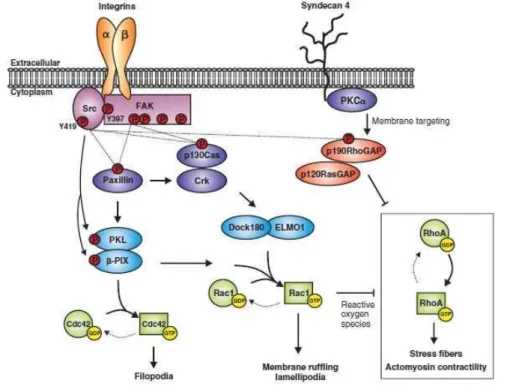 Figure 4.  Integrin regulation of Rho-GTPases during stages of cell spreading and process outgrowth