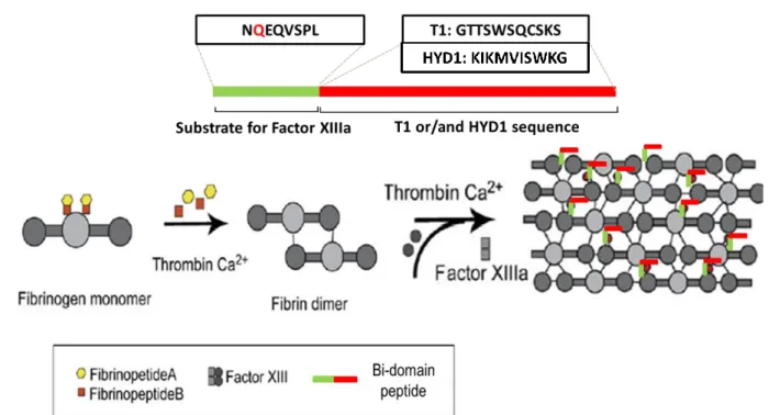 Figure  7.Functionalization  of  fibrin  hydrogels  with  bi-domain  peptides  (HYD1,  T1)  with  α6β1  ligands  at  the  carboxyl terminus and the factor XIIIa substrate domain (NQEQVSPL) at the amino terminus, through the action  of factor XIIIa