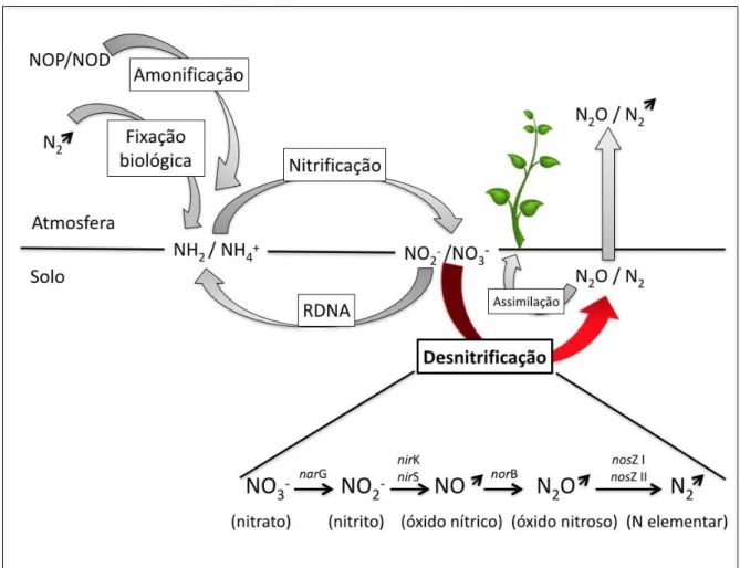 Figura  1.    Esquema  simplificado  do  ciclo  do  nitrogênio  em  ambiente  terrestre,  NOP  =  Nitrogênio  orgânico  particulado; NOD = Nitrogênio orgânico dissolvido; RDNA = Redução dissimiltória do nitrato a amônia, seta =  as formas gasosas do nitrog