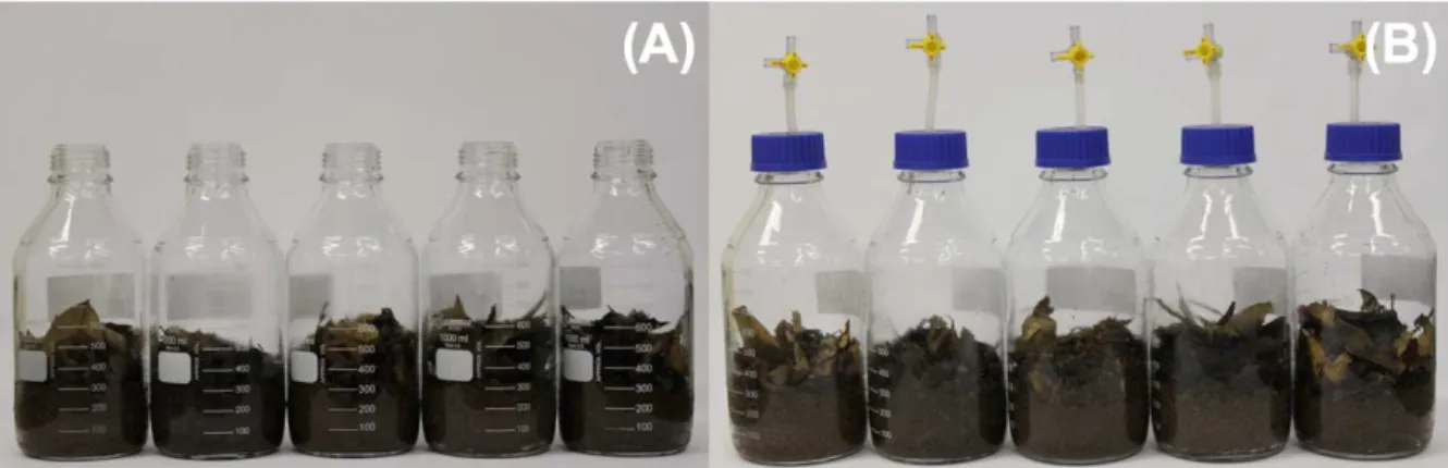 Figura  8.  Imagem  de  um  subconjunto  de  frascos  utilizados  em  experimento  em  microcosmo