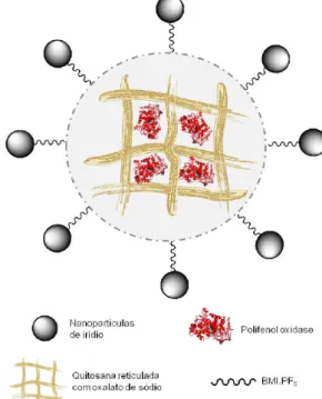 Figura 4. Esquema representativo da imobilização da enzima polifenol oxida- oxida-se em quitosana reticulada com oxalato e a “esfera protetora” formada pelo  líquido iônico contendo nanopartículas metálicas (Ir-BMI.PF 6 )