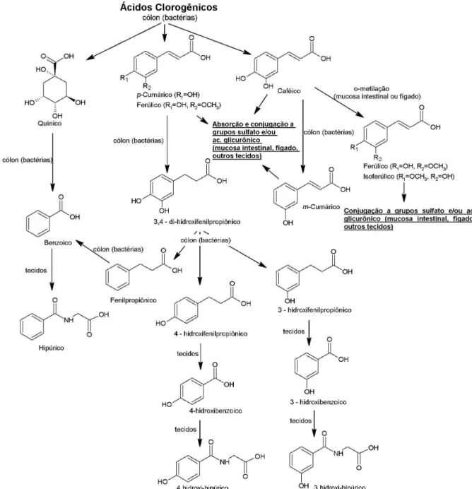 Figura 4. Representação esquemática das vias gerais de metabolismo dos ácidos clorogênicos