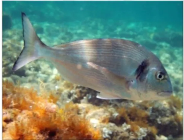 Fig 2: Gilthead seabream (Sparus aurata) Source: 
