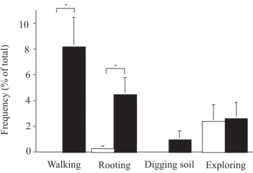 Figure 1. Frequency of walking, rooting, digging soil and exploring behaviours in sows housed in the confined ( ) and outdoor ( ) system, during the 24 hours prior to delivery.