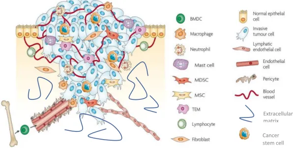 Figure 5. The tumor microenvironment | The tumor microenvironment is composed of several cellular and non- non-cellular  components