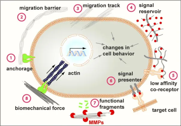Figure 7. Functions of the ECM. | The ECM has several functions that can dictate the behaviour of its surrounding cells: 