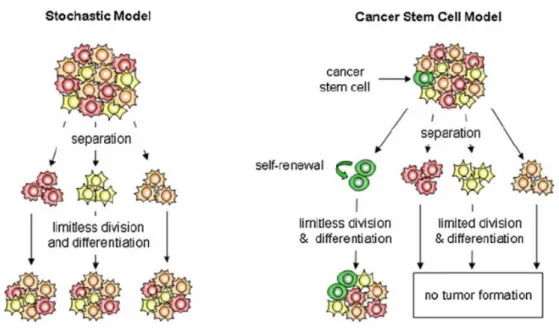 Figure  8.  The  two  models  of  tumorigenesis.  |  The  heterogeneity  of  cancer  cells  can  be  explained  by  two  currently  accepted models