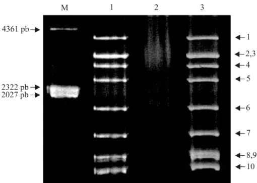 Figura 1. Electroforesis en gel de poliacrilamida de dsRNA extraído de plantas infectadas experimentalmente con MRCV.