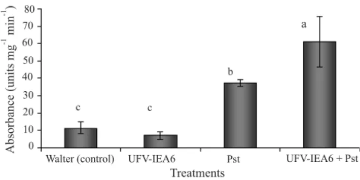 Figure 1. Scheme of the procedure to investigate systemicity of the protection in which a pair of leaves was exposed to the antagonist UFV-IEA6 and a third pair, either above or bellow it, was inoculated with the challenging pathogen Pseudomonas syringae p