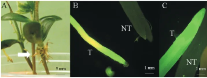 Figure  1.   Green  fluorescent  protein  (GFP)  expression  in  soybean  transgenic  hairy  roots  obtained  from  the  ex  vitro  Agrobacterium  rhizogenes‑mediated  transformation