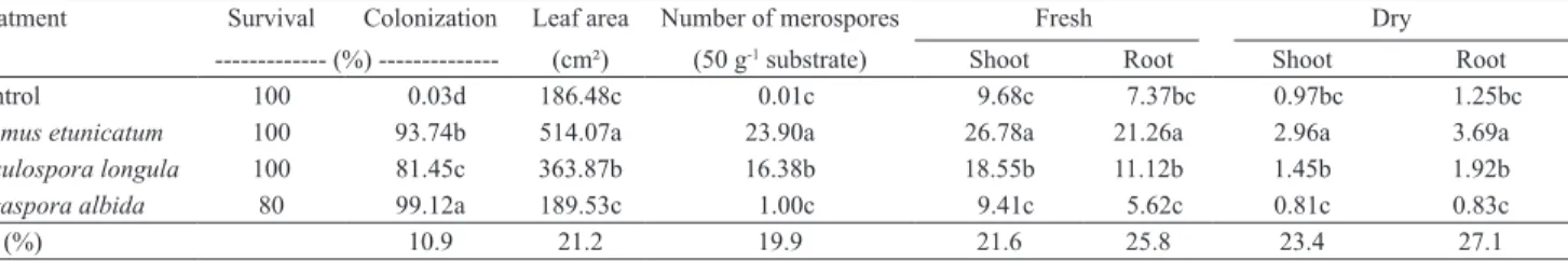 Table  1.  Leaf  area,  mycorrhizal  colonization,  number  of  glomerospores,  and  fresh  and  dry  biomass  (g)  of  Tapeinochilos  ananassae shoots and roots, in plants with or without mycorrhizal associations, after 90 days in greenhouse (1) .