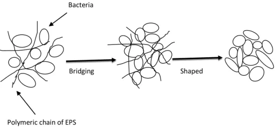 Figure 2. Schematic representation of extracellular polymeric substance-enhanced biogranulation 