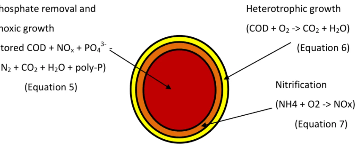 Figure 3. Schematic representation of the layered structure of aerobic granules. 