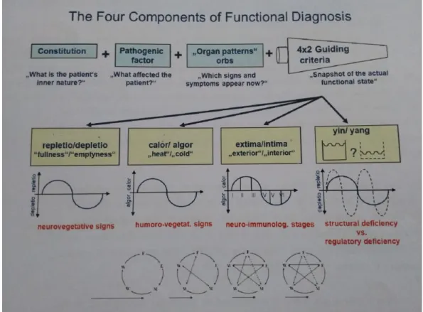 Fig 7.  Four components of the functional diagnosis in TCM   Data from Greten (2010) [55] 