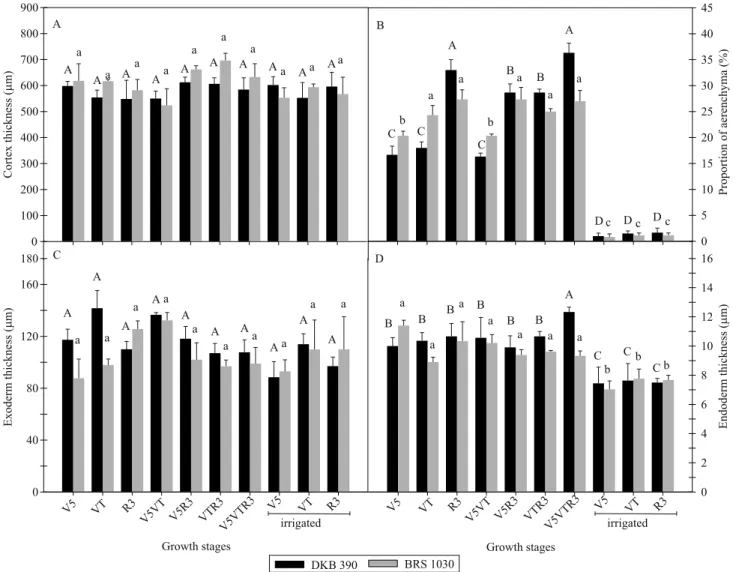 Figure 2. Anatomical characteristics of root cortex in two corn (Zea mays) hybrids contrasting for drought tolerance at different  stages of development: V5, VT, R3, V5VT, V5R3, VTR3, and V5VTR3