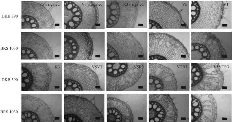 Figure 3.  Photomicrographs of cross‑sections of roots of two corn ( Zea mays) hybrids contrasting for drought tolerance  at different stages of development: V5, VT, R3, V5VT, V5R3, VTR3, and V5VTR3