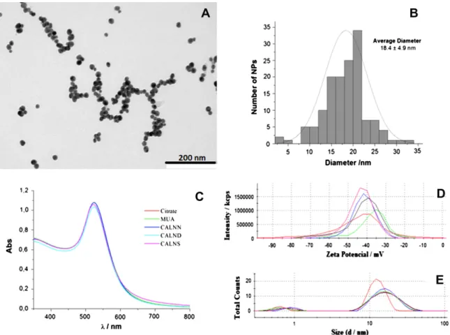 Fig. 1. (A) Representative TEM image of citrate-AuNPs. The bar represents 200 nm; (B) histogram of size distribution of citrate-AuNPs with an average diameter of 18 ± 5 nm;