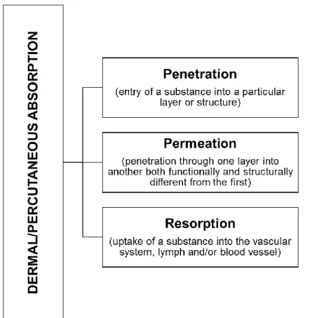 Figure  5.  Steps  of  the  dermal/percutaneous  absorption  process:  Penetration,  Permeation  and  Resorption (adapted from SCCS, 2016)